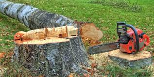 Trusted Barton, NM Tree Removal Experts