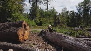 Best Tree Preservation Services  in Barton, NM