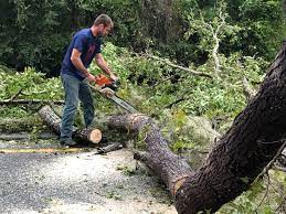 Best Commercial Tree Services  in Barton, NM