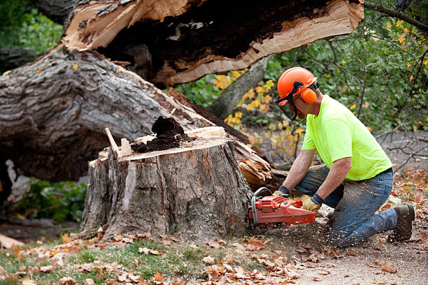Mulching Services in Barton, NM